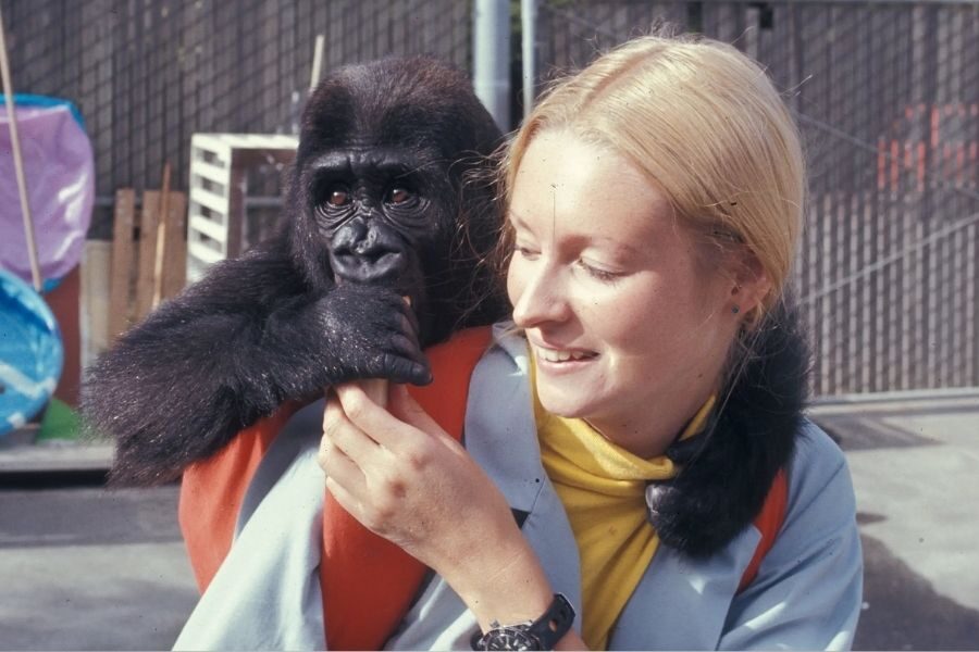 A baby gorilla clings to the shoulder of a smiling blonde woman outdoors, gently holding her hand while looking off to the side.
