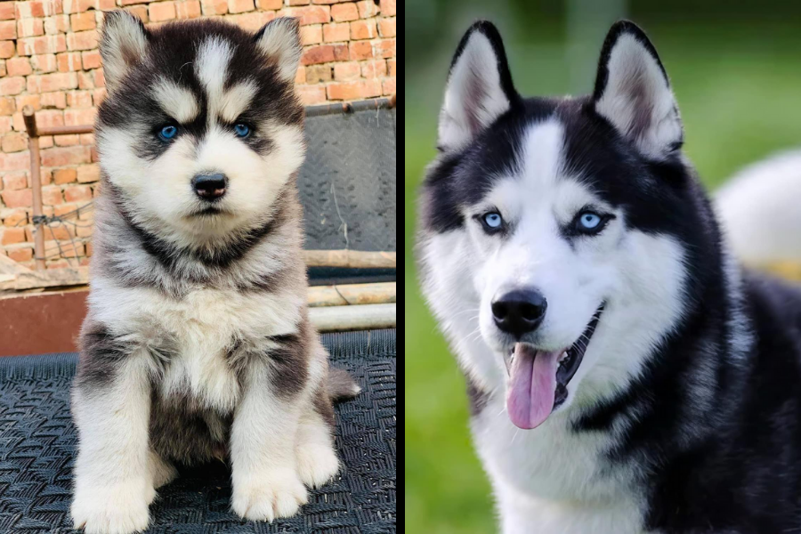 Side-by-side image of a Siberian Husky puppy with blue eyes and an adult Siberian Husky with a happy expression.