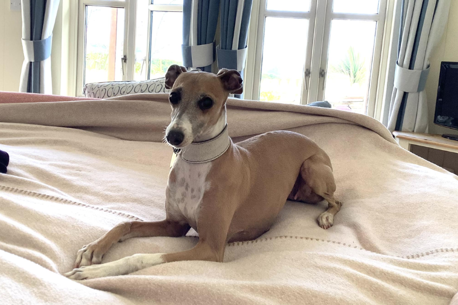 An Italian Greyhound lounging on a neatly made bed inside a bright room with large windows and curtains.