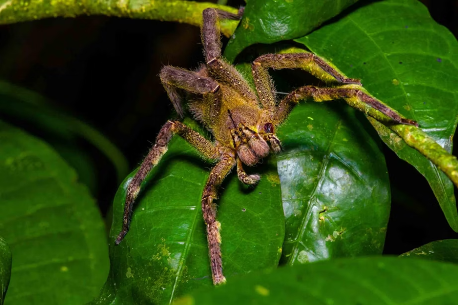 A hairy Brazilian wandering spider resting on green leaves, showing long legs and a camouflaged brown-yellow body.