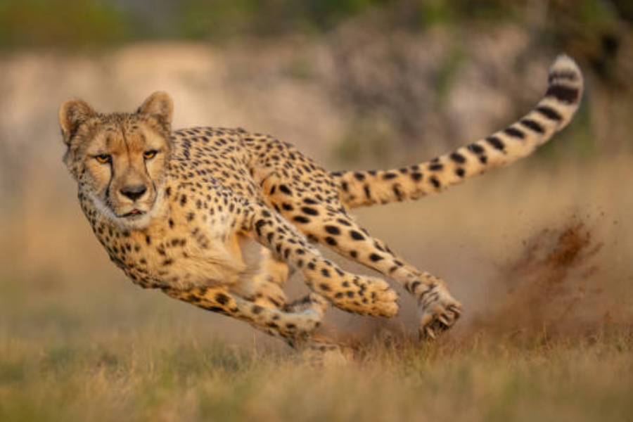 A cheetah mid-sprint on a grassy plain, kicking up dust as it accelerates with intense focus. Its body is stretched in motion, emphasizing speed and agility.