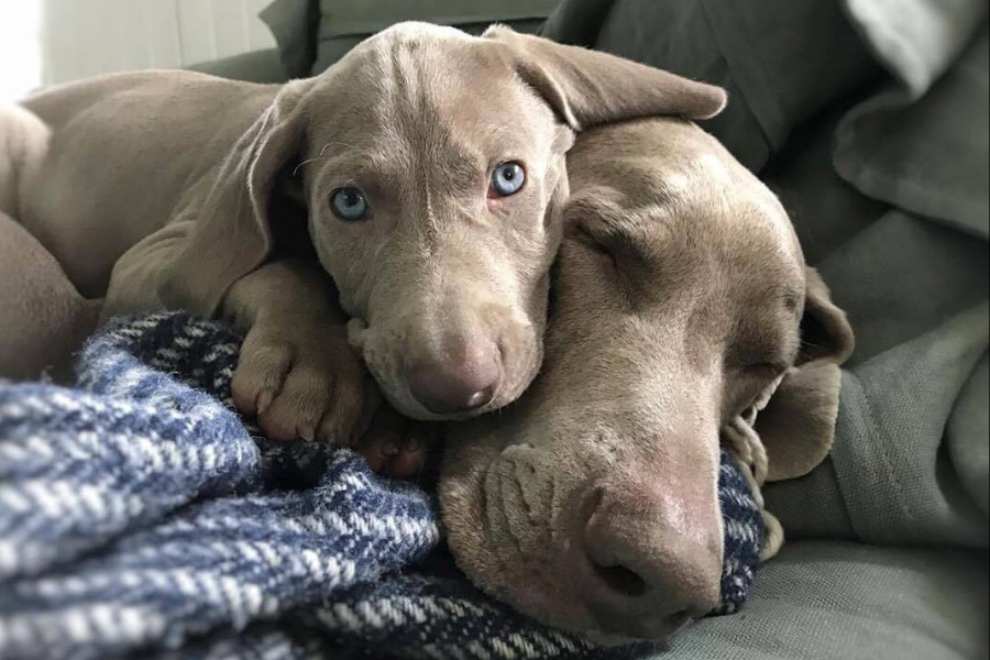 A Weimaraner puppy resting its head affectionately on an adult Weimaraner while lying on a couch.