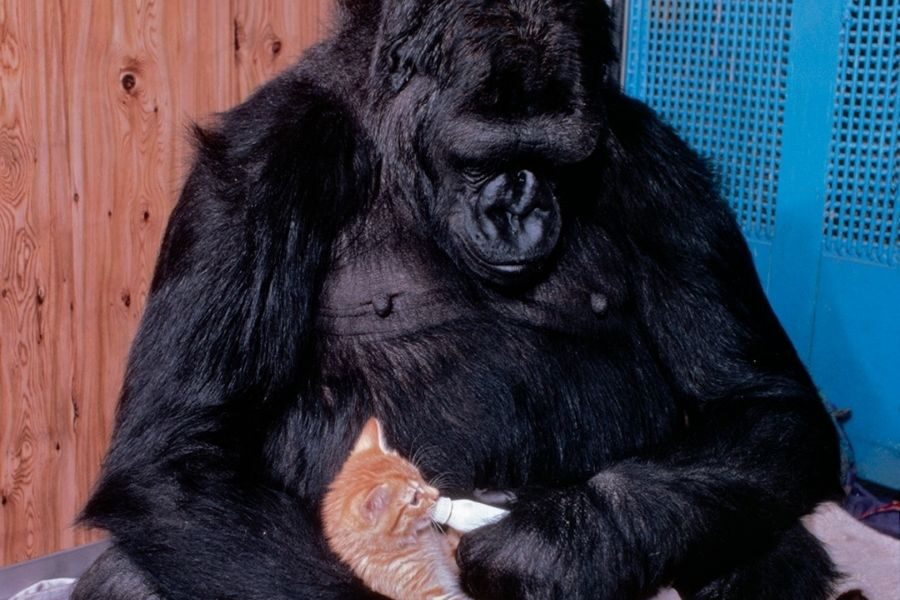 A gorilla cradles an orange tabby kitten in its lap with both hands, sitting calmly in a room with wooden walls and a blue grate.