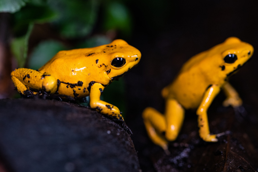 Two bright yellow poison dart frogs with glossy skin and black eyes sit on a dark surface surrounded by rainforest foliage.