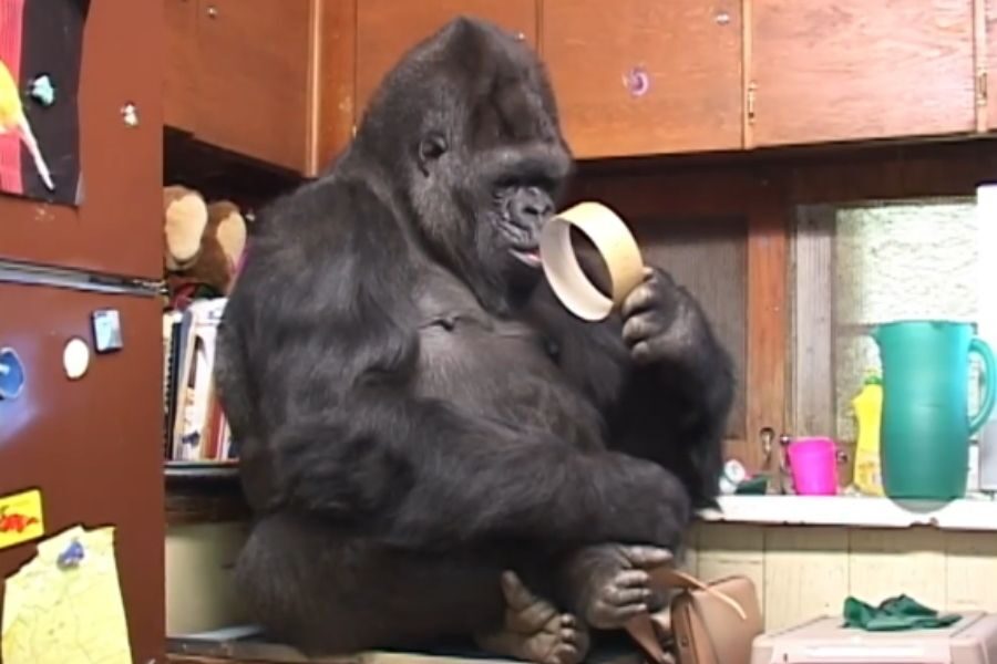 A gorilla sits on a kitchen counter holding a large roll of masking tape, inspecting it curiously with a relaxed expression.