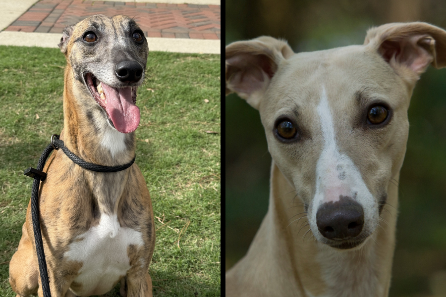 Side-by-side images of a Greyhound and a Whippet; the Greyhound is sitting on grass with its tongue out, and the Whippet is in a close-up portrait.