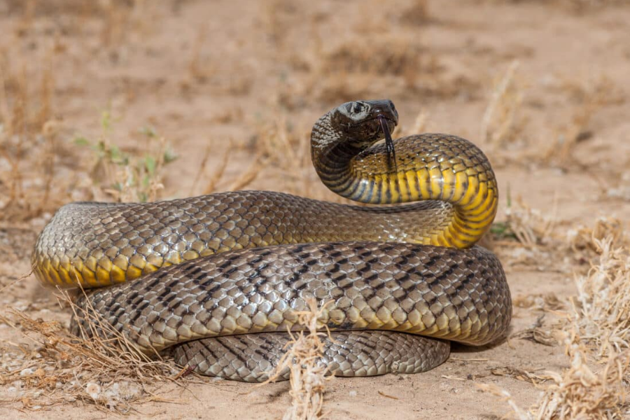 A coiled inland taipan snake, also known as the fierce snake, shows its dark-scaled body with a yellow underbelly as it raises its head off the dry, arid ground.
