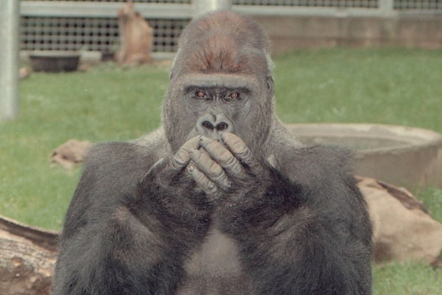 A gorilla sits outdoors on grass, holding both hands over its mouth in what appears to be a sign language gesture, looking directly at the camera.