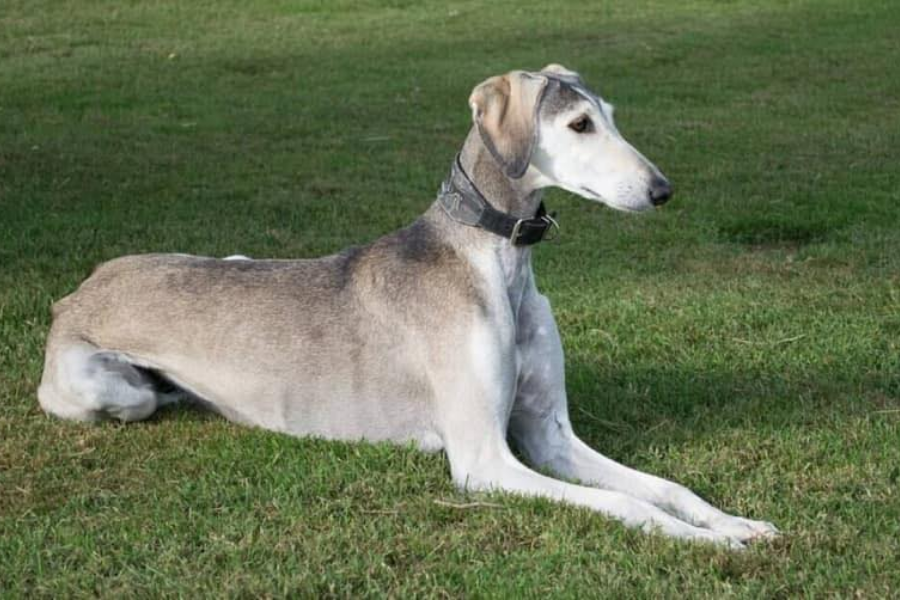 A Saluki dog lying on green grass, displaying its slender frame and elegant posture.
