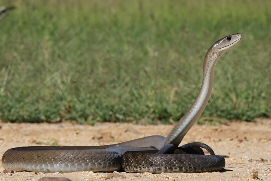 A black mamba snake with a smooth grey body and raised hood lies alert on a dirt path, surrounded by green grass.