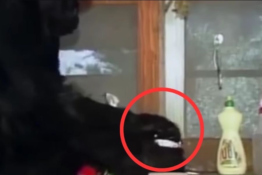 A close-up of a gorilla’s hand pressing a small white button on a kitchen counter, highlighted with a red circle for emphasis.