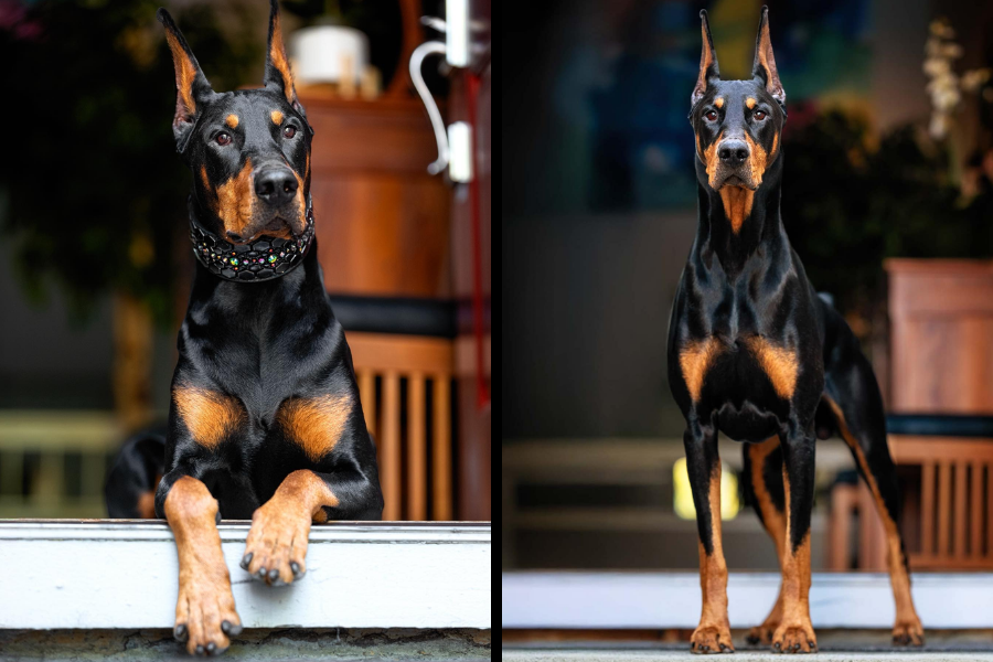 Two images of Doberman Pinschers—one resting with paws up on a ledge, and the other standing alert indoors with a sleek black and tan coat.
