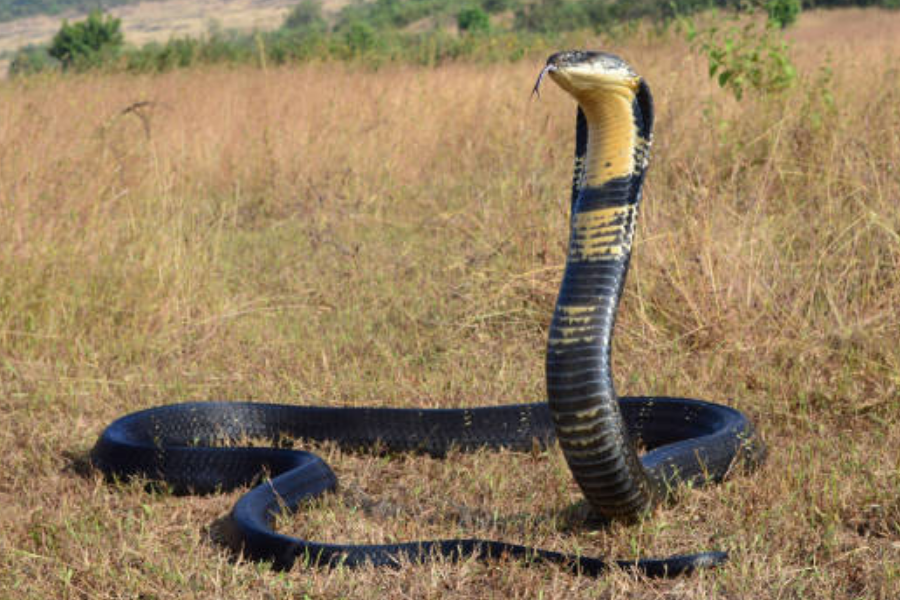 A king cobra with dark scales and a distinctive banded yellow neck lifts its hooded head in a defensive posture in a dry grassy field.