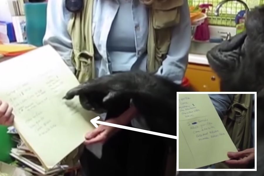 A gorilla points to a handwritten list on paper held by a woman, with an inset showing the list that includes “brush,” “mirror,” and “cat.”