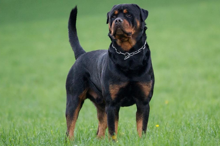 A Rottweiler standing confidently in a grassy field, wearing a chain collar and looking attentive.