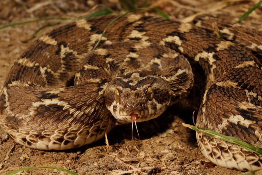 A puff adder with a wide triangular head and heavily patterned scales lies coiled on dusty ground with its tongue flicking out.