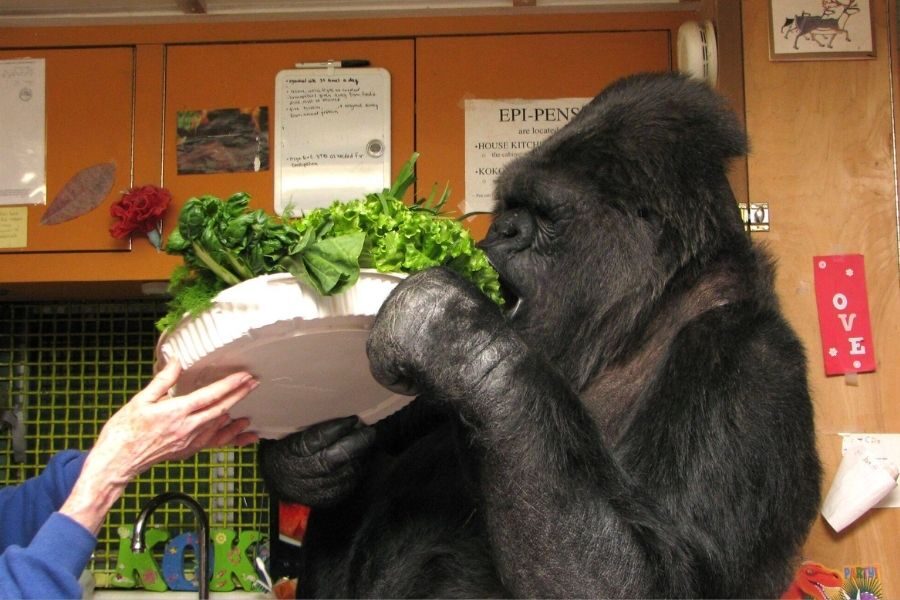 A gorilla enthusiastically holds a large white bowl overflowing with leafy greens, as a person helps steady it from below.