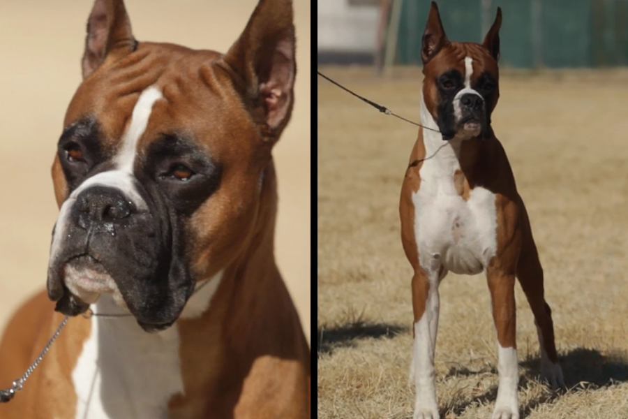 Split view of a Boxer dog—one close-up of the face and the other showing the full body while standing on dry grass.