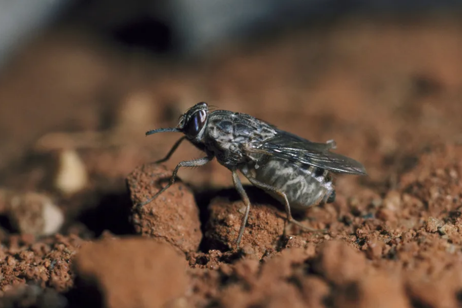 A close-up of a tsetse fly perched on reddish soil shows its striped abdomen and extended proboscis used for feeding.