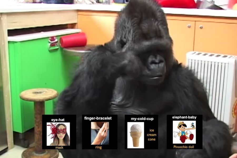 A gorilla gestures with one hand while sitting in a colorful room, with four labeled images below showing vocabulary associations like “eye-hat” for mask and “elephant-baby” for Pinocchio doll.