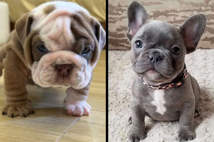Side-by-side images of two puppies—a wrinkly English Bulldog and a small French Bulldog sitting on a soft surface.