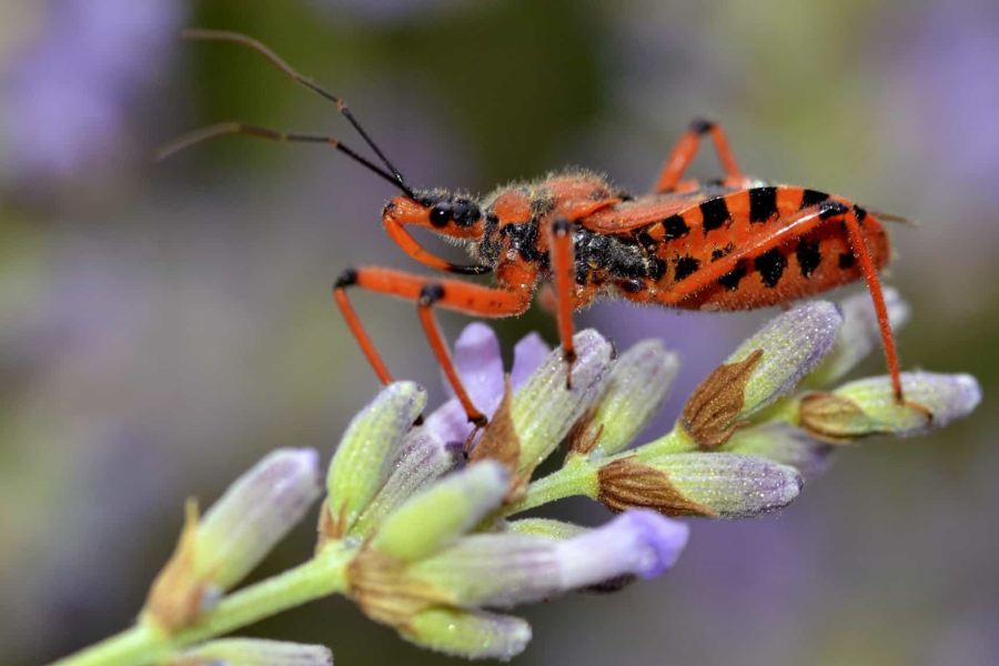 A bright orange and black assassin bug stands on a lavender flower bud, showing its spiny legs and long antennae.