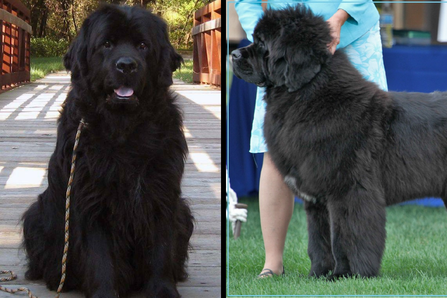 Side-by-side images of two Newfoundland dogs—one sitting on a wooden bridge and one being shown in a dog show.