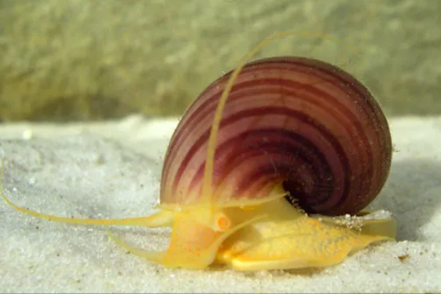 A predatory rosy wolfsnail with yellow body and spiral pink shell glides across light-colored sand.