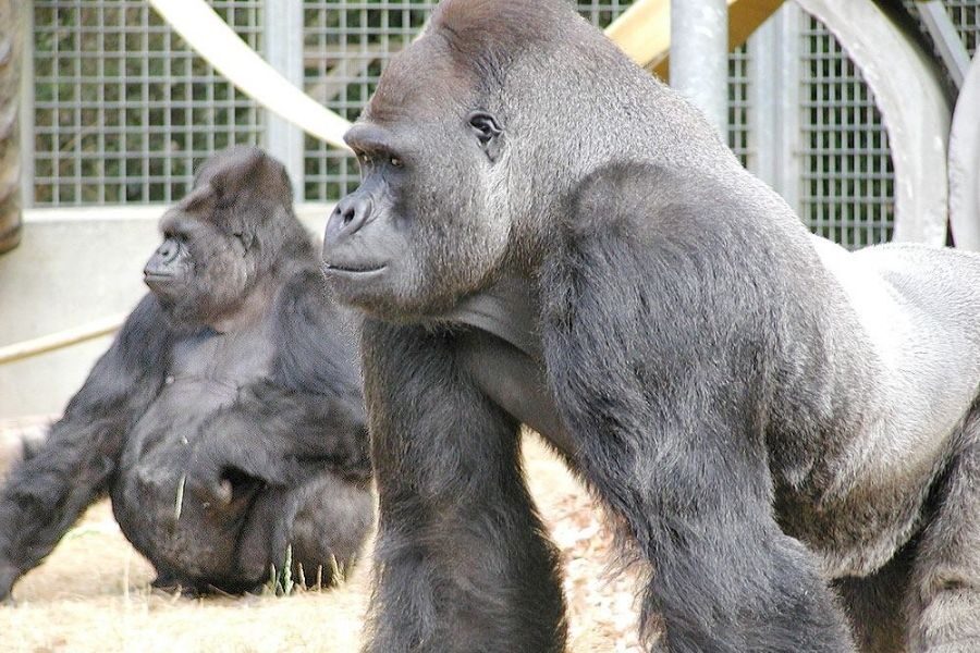 A large silverback gorilla stands in profile in the foreground, while another gorilla sits relaxed in the background inside a fenced outdoor habitat.