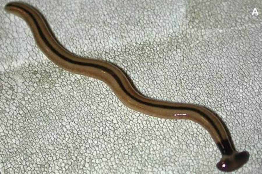 A hammerhead flatworm with a shiny brown body and dark longitudinal stripe slithers on a textured white surface.