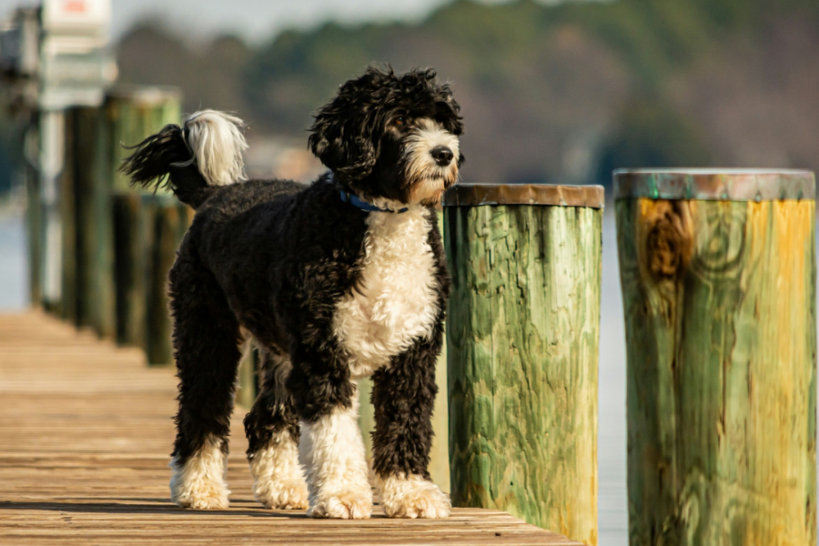 A Portuguese Water Dog with curly black and white fur walking along a wooden dock over the water.