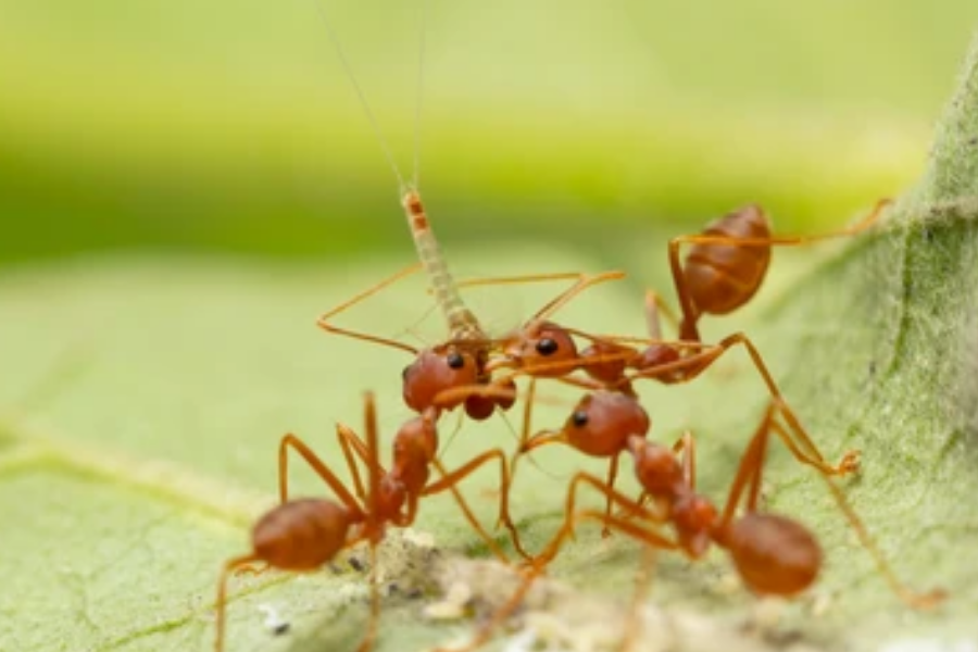 A group of reddish fire ants surround and bite an insect prey on a green leaf, their sharp mandibles clearly visible.