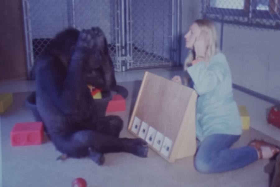 A gorilla and a woman sit on the floor during a language training session. The gorilla has hands on its head while the woman points to her own ear next to a board with picture cards.