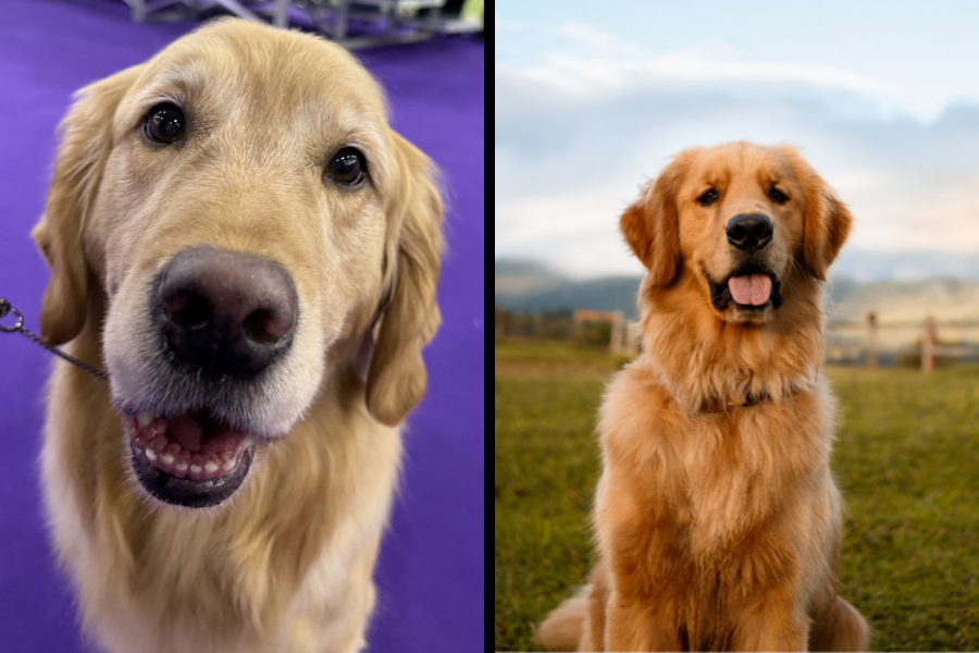 Side-by-side image of a close-up Golden Retriever and another sitting in a field with a scenic background.