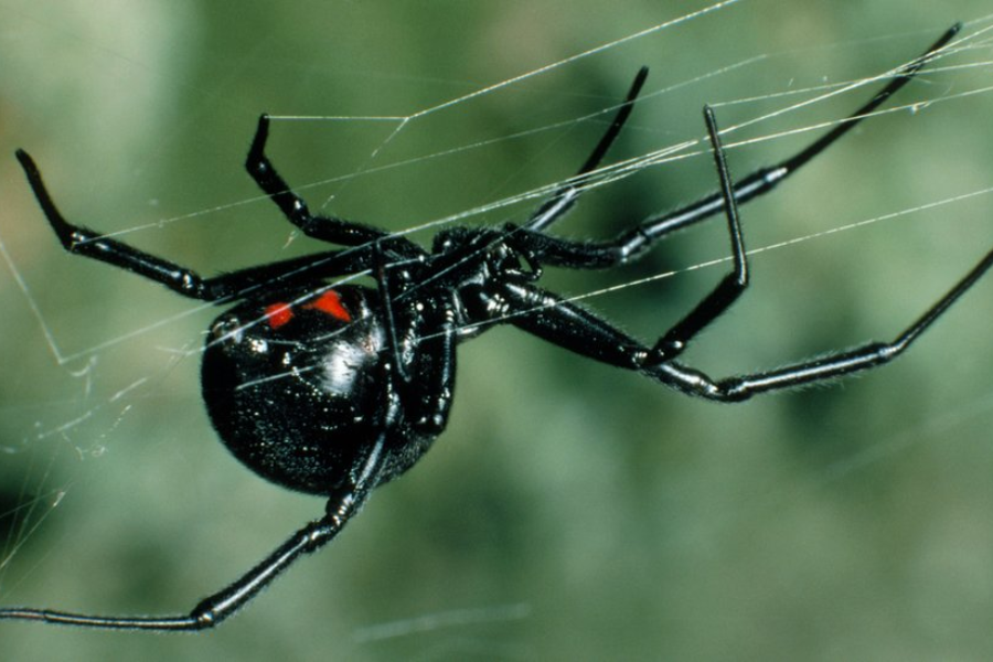 A black widow spider hanging upside down in its web, showing its red hourglass marking.