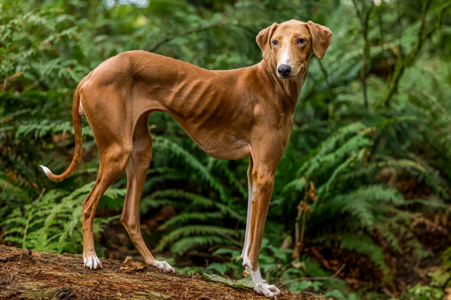 An Azawakh dog standing on a log in the forest, showing its lean and muscular build.