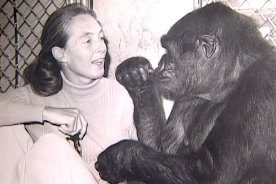 A black-and-white photo shows a gorilla using a hand gesture while interacting with a woman seated nearby, who watches the gorilla attentively.