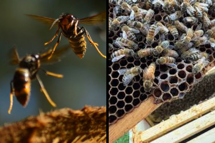 Split image showing Asian hornets flying near a hive on the left, and honey bees clustered around honeycomb on the right.
