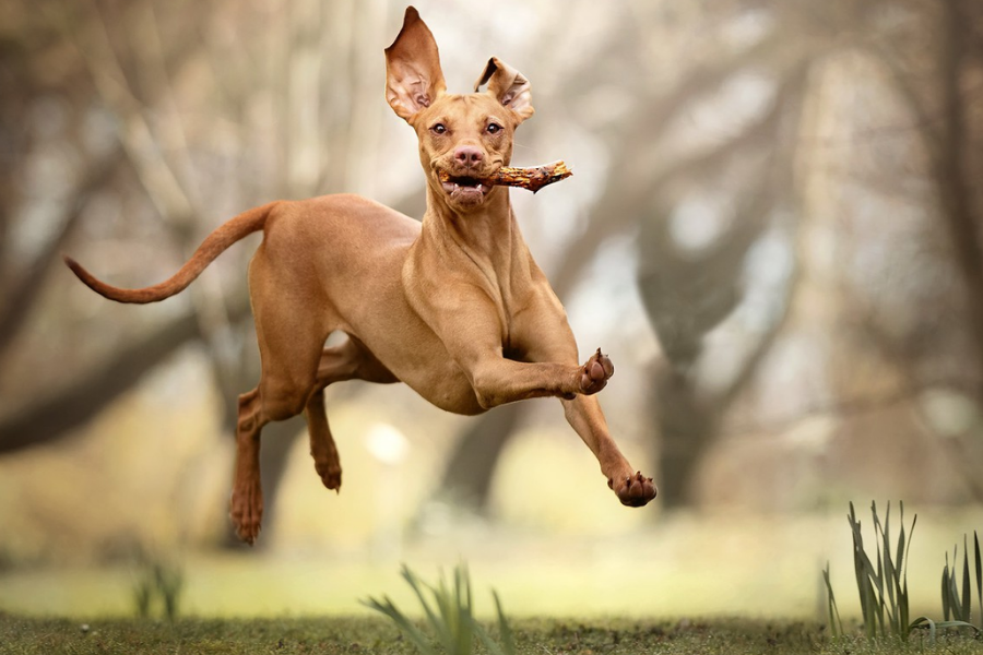A Vizsla dog mid-air while running with a stick in its mouth, ears flapping, in a blurred forest background.