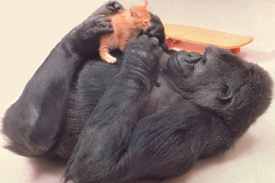 A gorilla lies on its back gently holding a small orange kitten above its chest while gazing at it tenderly. A wooden skateboard rests in the background on the floor.