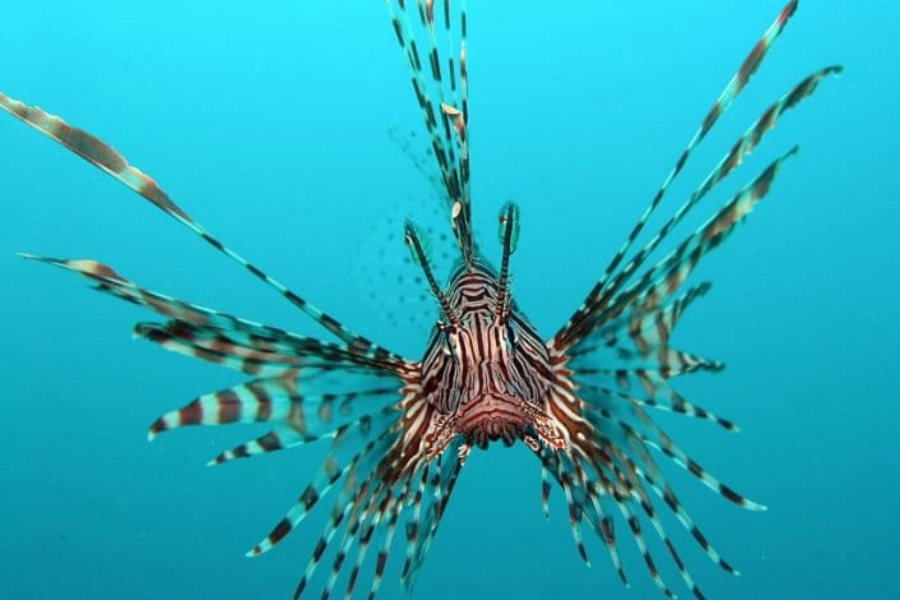 A lionfish with long, flowing venomous spines and striped red and white body swims directly toward the camera in clear blue water.