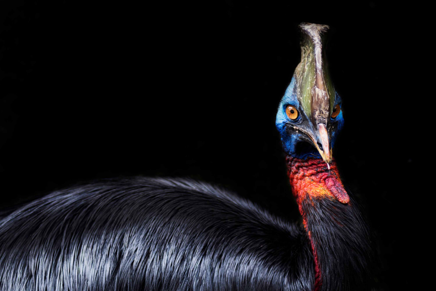 A southern cassowary with glossy black feathers, vibrant blue and red skin on its head and neck, and a large helmet-like casque stares forward against a black background.