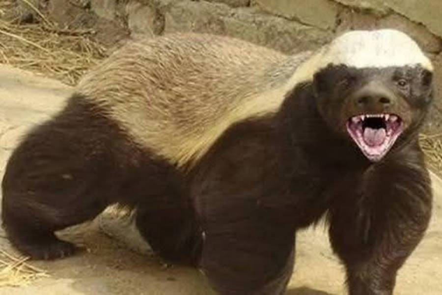 A snarling honey badger with its mouth wide open shows sharp teeth, with its coarse black-and-white fur raised while standing on a dirt path.