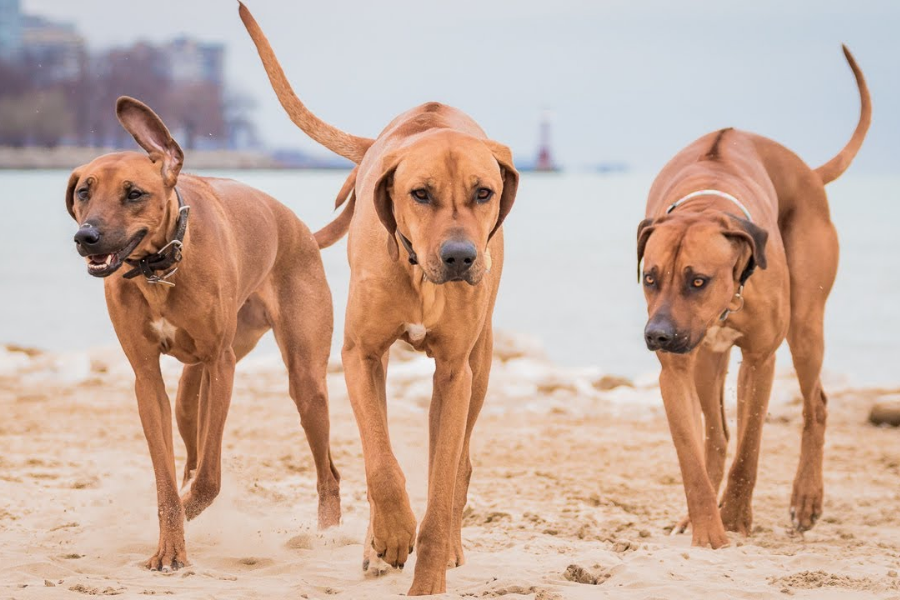 Three Rhodesian Ridgeback dogs walking on a beach, looking focused with a lighthouse in the distant background.