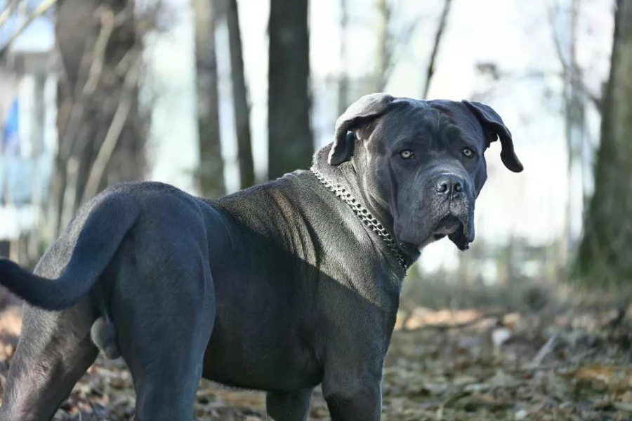 A powerful Cane Corso with a glossy slate-gray coat and a silver chain collar looks over its shoulder while standing in a wooded area.