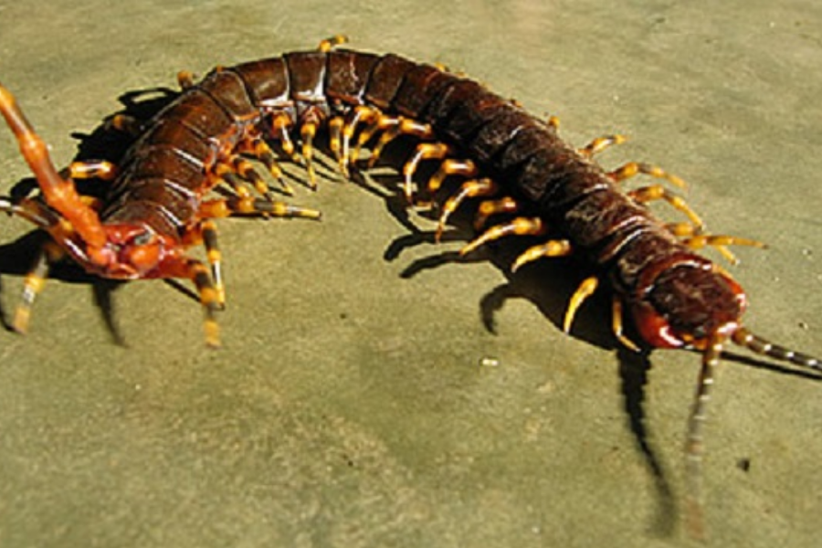 A large brown centipede with orange legs and antennae crawls on a concrete surface, its segmented body clearly visible.