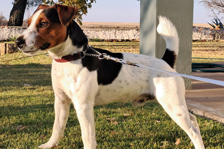 A Parson Russell Terrier on a leash, standing on grass and looking alert with a confident stance.