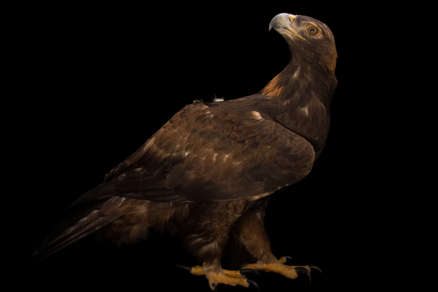 A golden eagle with dark brown plumage and sharp talons stands proudly against a black background, looking up with a hooked beak.