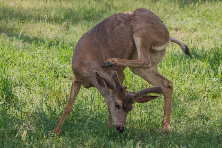 A mule deer with velvet antlers bends its head awkwardly while scratching its ear with a hind leg in a grassy field.