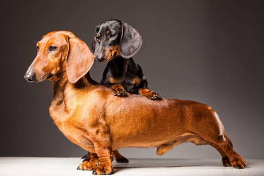 Two Dachshunds posing indoors—one reddish-brown and the other black and tan—stacked playfully on each other.